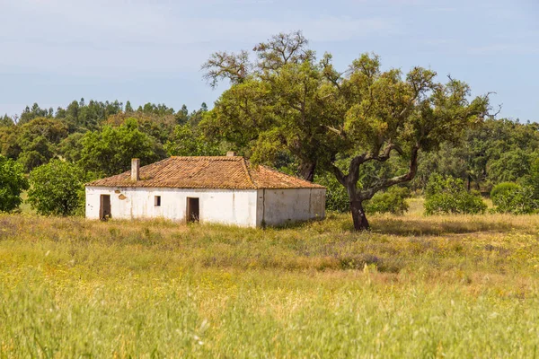 Farm house with  wheat plantation and trees in Vale Seco, Santia