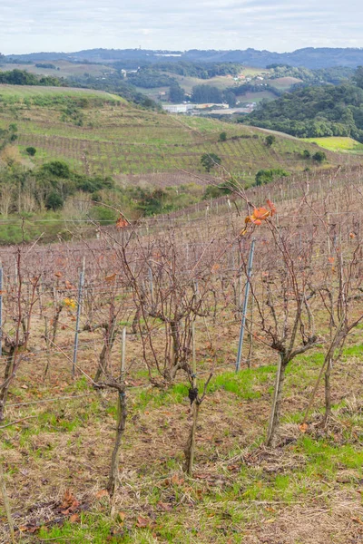 Viñedos en invierno, Valle del Vale dos Vinhedos —  Fotos de Stock