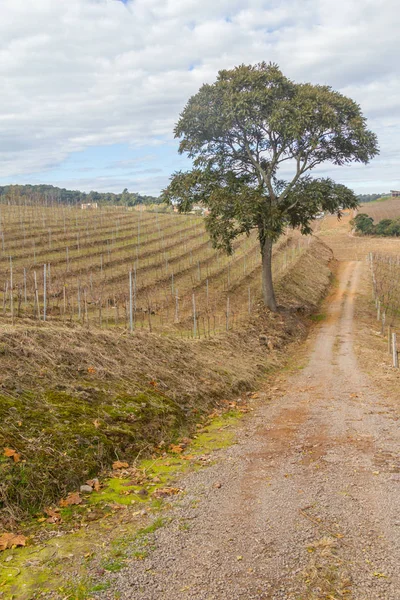 Vineyards in winter, Vale dos Vinhedos valley — Stock Photo, Image