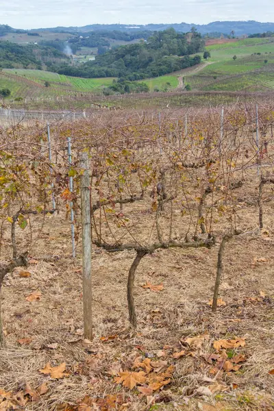 Vignobles en hiver, Vale dos Vinhedos vallée — Photo