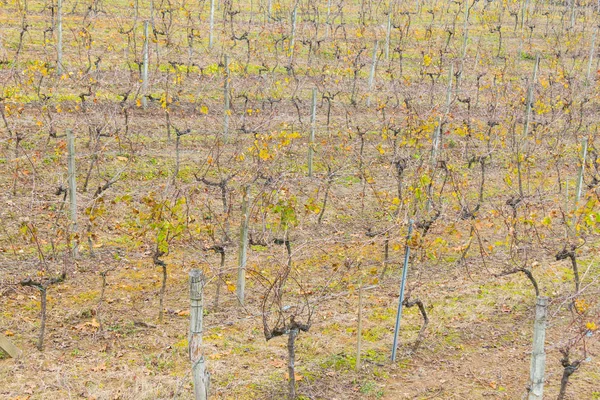 Viñedos en invierno, Valle del Vale dos Vinhedos — Foto de Stock