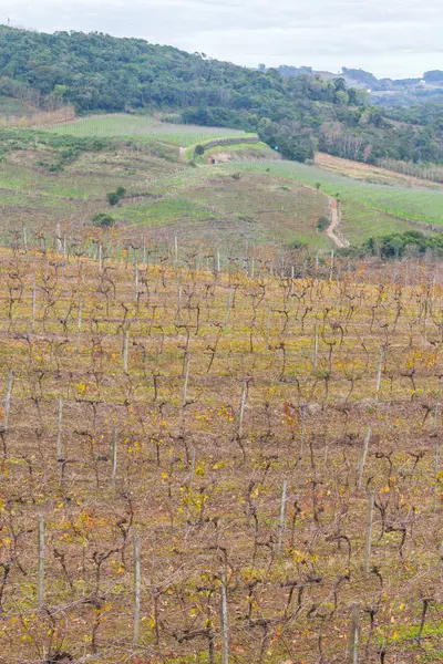 Vineyards in winter, Vale dos Vinhedos valley — Stock Photo, Image