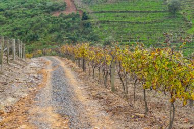 Kış, Vale dos Vinhedos Vadisi üzüm bağları
