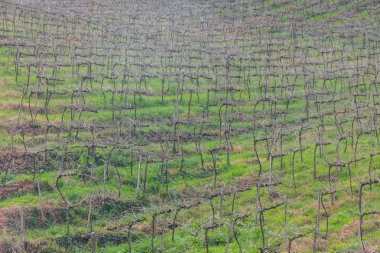 Kış, Vale dos Vinhedos Vadisi bağ