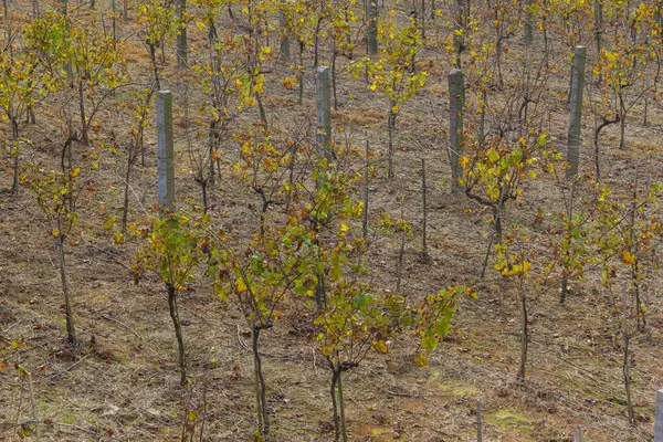 Planta de uva en invierno, Valle del Vale dos Vinhedos — Foto de Stock