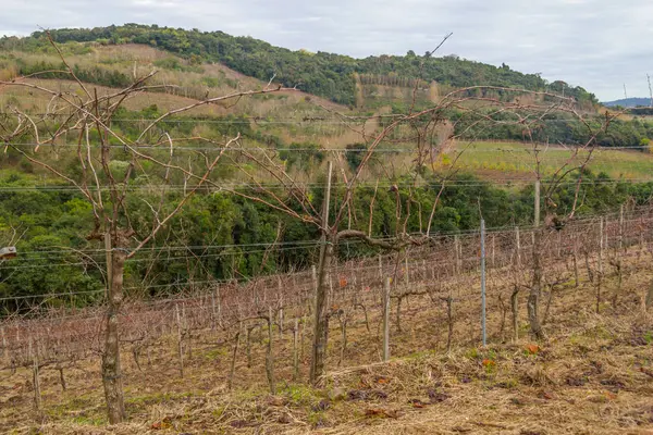 Vignobles en hiver, Vale dos Vinhedos vallée — Photo