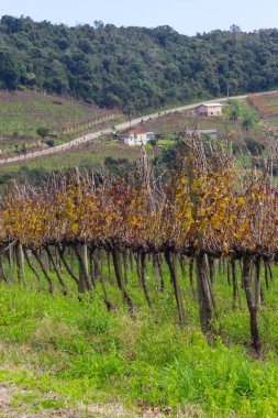 Kış, Vale dos Vinhedos Vadisi üzüm bağları