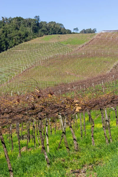 Viñedos en invierno, Valle del Vale dos Vinhedos —  Fotos de Stock