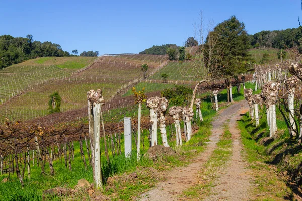 Viñedos en invierno, Valle del Vale dos Vinhedos —  Fotos de Stock