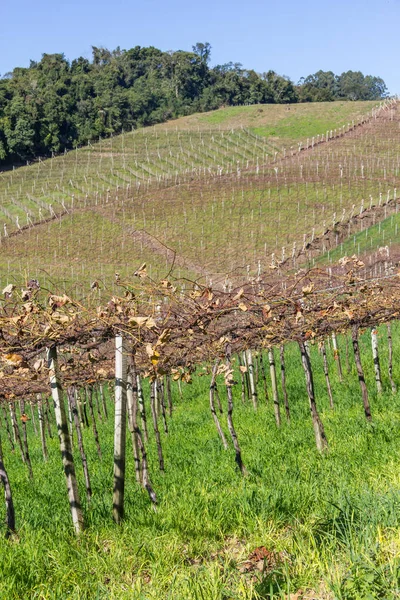 Viñedos en invierno, Valle del Vale dos Vinhedos — Foto de Stock