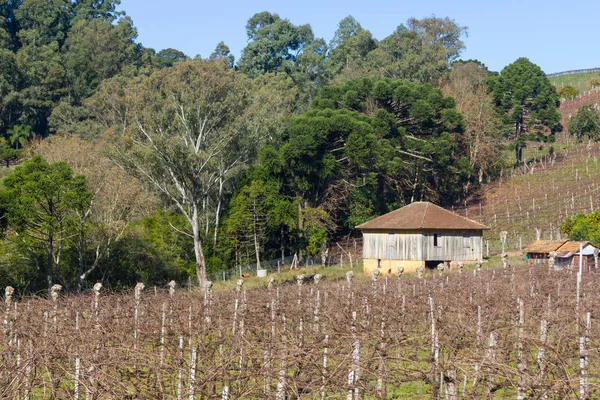 Viñedos y granjas en invierno, Valle del Vale dos Vinhedos —  Fotos de Stock