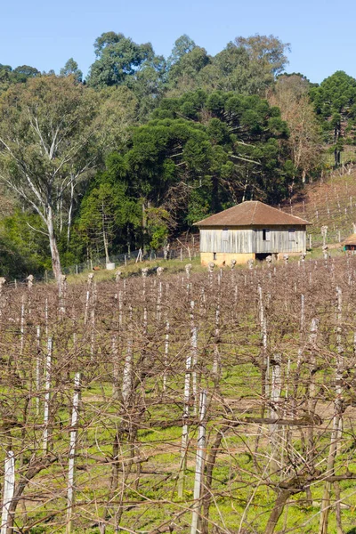 Виноградники и фермы зимой, Долина Винхедос — стоковое фото