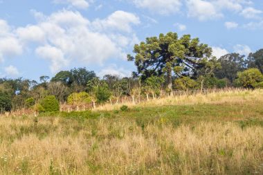 Üzüm bağları ve Araucaria ağacı kışın, Vale dos Vinhedos Vadisi