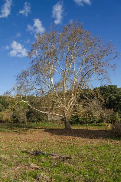 Drzewo w zimie, Vale dos Vinhedos Dolina — Zdjęcie stockowe