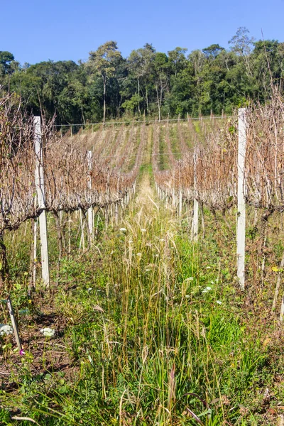 Flowers and Vineyard in winter, Vale dos Vinhedos valley — Stock Photo, Image