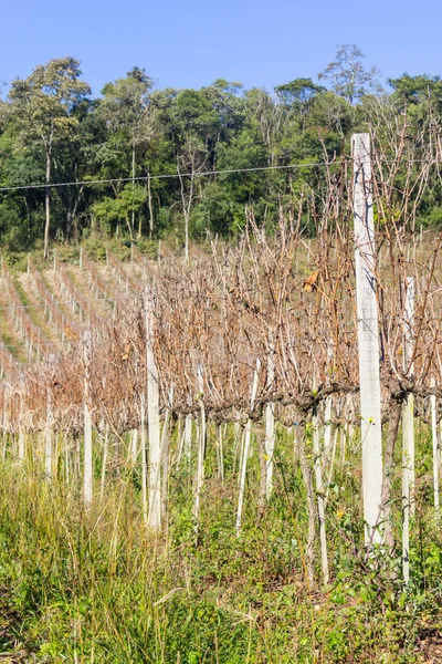 Vinhedo no inverno, Vale dos Vinhedos — Fotografia de Stock