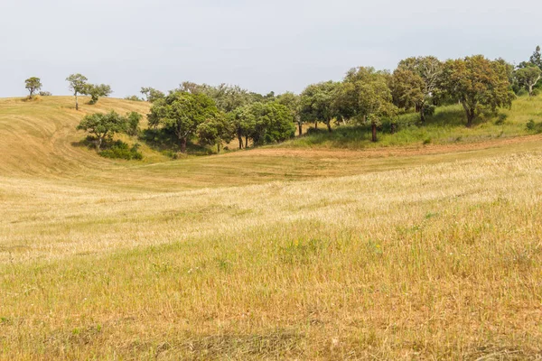 Cork ağaçlar Santiago alanında Cacem yapmak