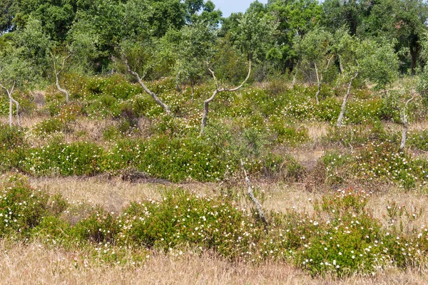 Pfad mit Korkenwald und Esteva-Blumen in Vale Seco, San — Stockfoto