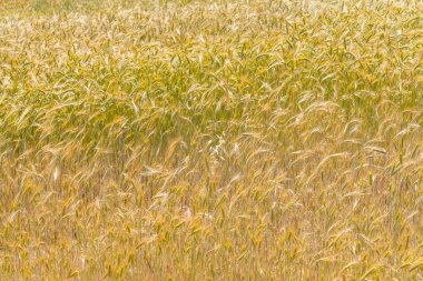Vale Seco, Santiago do Cacem buğday alanında