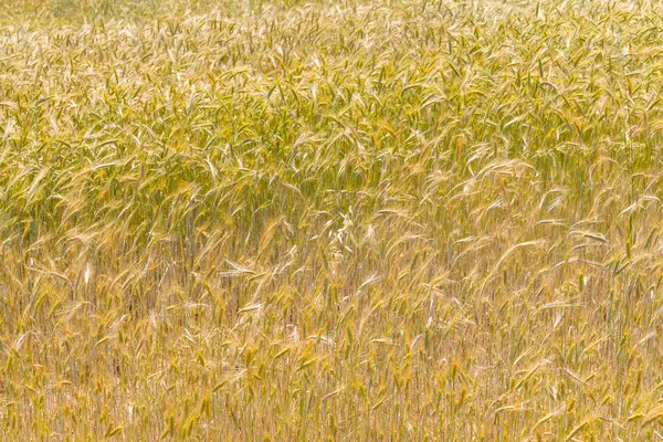 Campo de trigo en Valle Seco, Santiago do Cacem — Foto de Stock