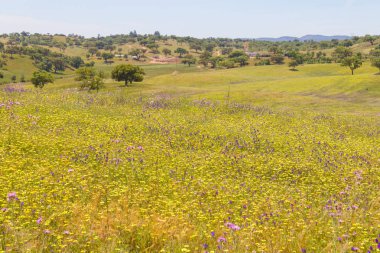 Vale Seco, Santiago do Cacem çiçek alanı