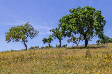 Cork ağaçlar Vale Seco, Santiago do Cacem bir çiftlik alanında