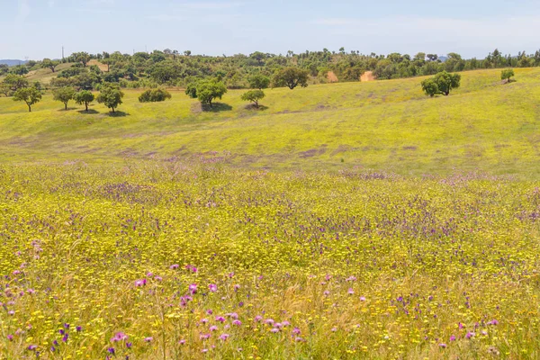 Vale Seco, Santiago do Cacem çiçek alanı