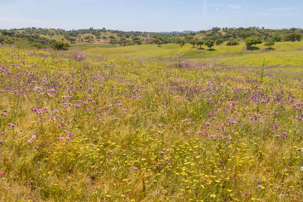 Vale Seco, Santiago do Cacem çiçek alanı