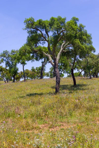 Sugheri in un campo agricolo a Vale Seco, Santiago do Cacem — Foto Stock