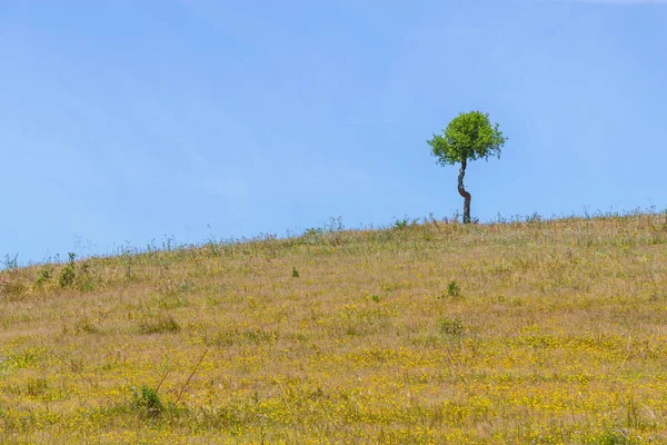 Μικρό δέντρο φελλό μόνος σε ένα αγρόκτημα πεδίο ΒΑΛΕ Seco, Santiago do — Φωτογραφία Αρχείου