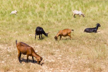 Vale Seco, Santiago grubunda keçi yapın Cacem