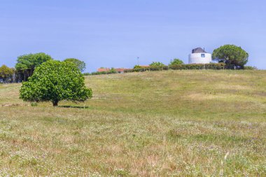 Yel değirmeni ve ağaç Vale Seco, Santiago do Cacem alanında