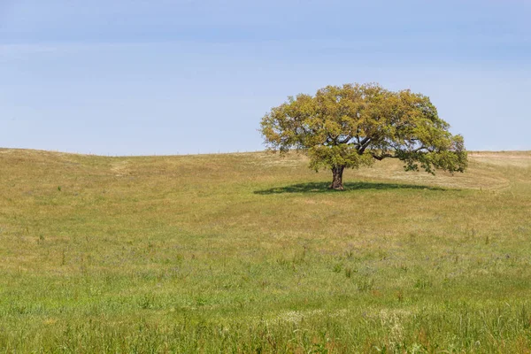 Cork yalnız ağaç Vale Seco, Santiago do Cacem bir çiftlik alanında