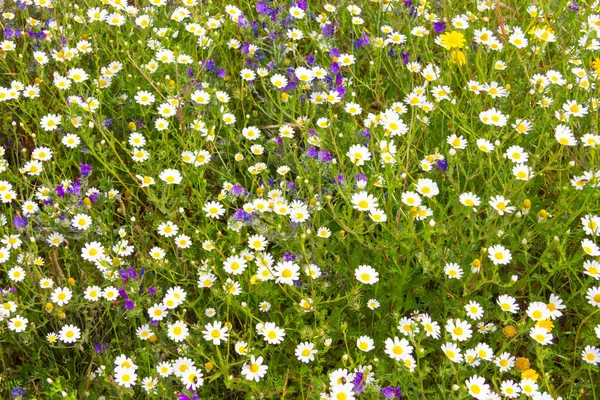 Flores selvagens no campo de fazenda — Fotografia de Stock