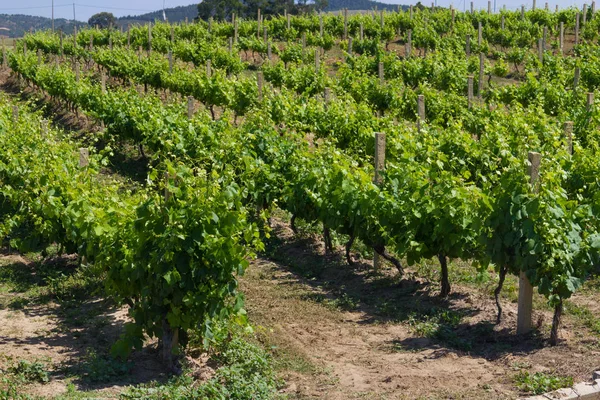 Grape plantation  in Porto Covo — Stockfoto