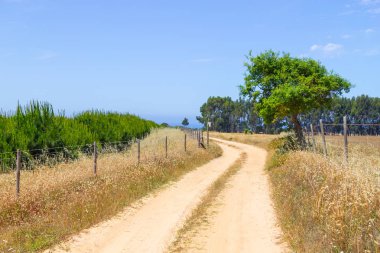 Çam ve Porto Covo ağacında Cork