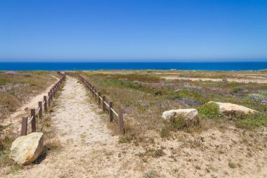 Porto Covo kum ve yürüyüş yolunda çiçeklenir
