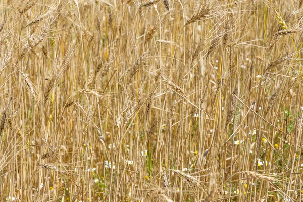 Пшеничное поле в Порто-Ково — стоковое фото