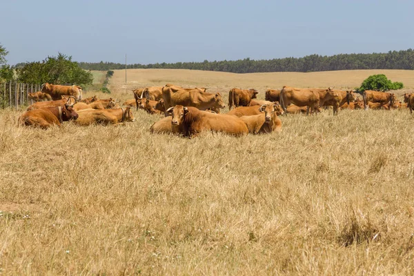 Vacas em uma fazenda em Porto Covo — Fotografia de Stock