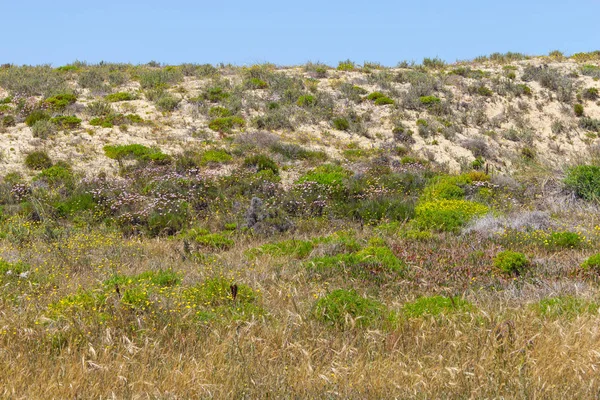 Flores a Dunas en Porto Covo — Foto de Stock