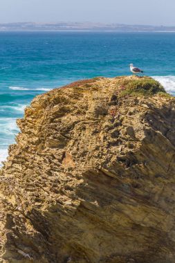 Seagull in Porto Covo beach