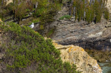 Seagull in Porto Covo beach