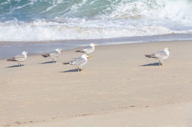Porto Covo martılar Pessegueiro Adası
