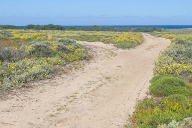 Vila Nova de Milfontes plaj yolu etrafında çiçekler