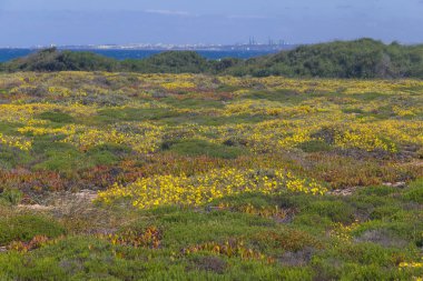 Wild yellow Flowers in Vila Nova de Milfontes