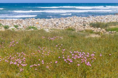 Queimado Beach, Vila Nova de Milfontes taş ve çiçek