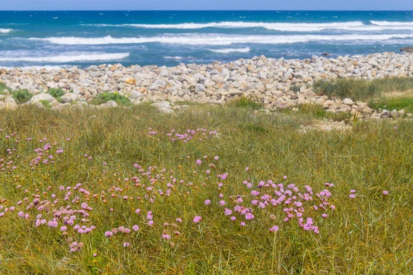 Queimado Beach, Vila Nova de Milfontes taş ve çiçek