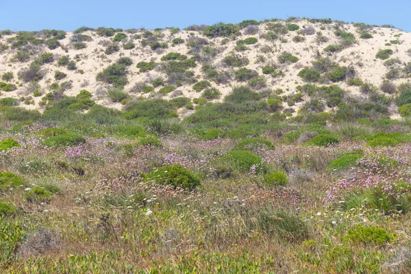 Dune vegetation in Queimado beach,  Vila Nova de Milfontes — Zdjęcie stockowe