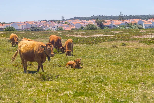 Koeien in Almograve dorp — Stockfoto