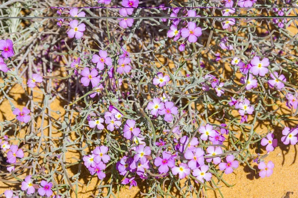 Flowers  in Almograve beach — Stock Photo, Image